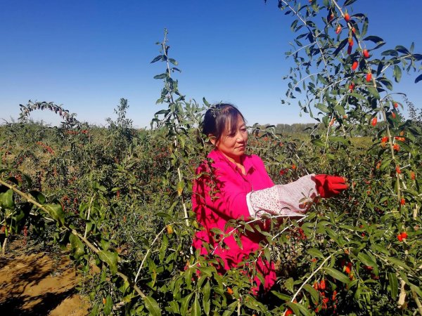 爱配投资 青海精准培育“柴达木枸杞采摘”劳务品牌